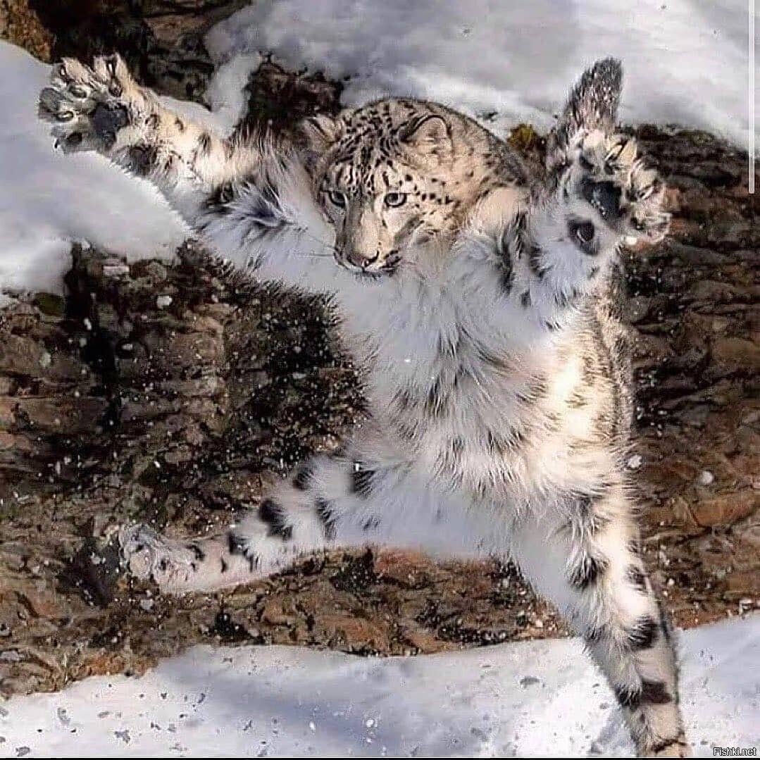 Я звезда