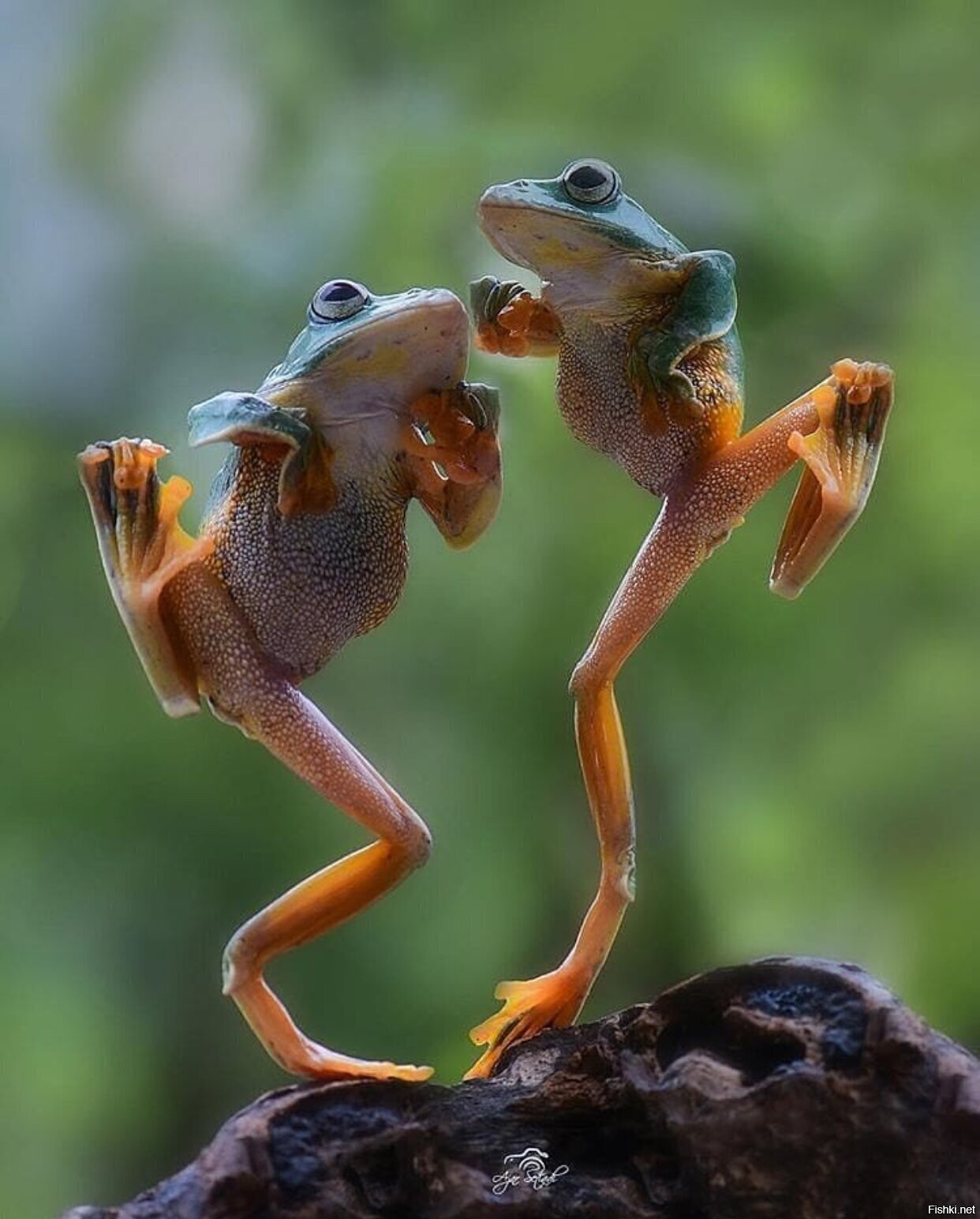 Солянка