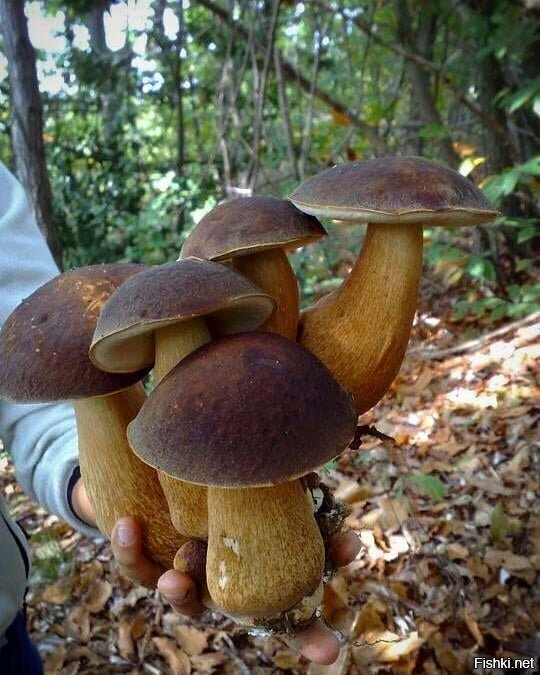 Солянка