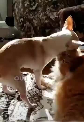 Вот такая любовь 