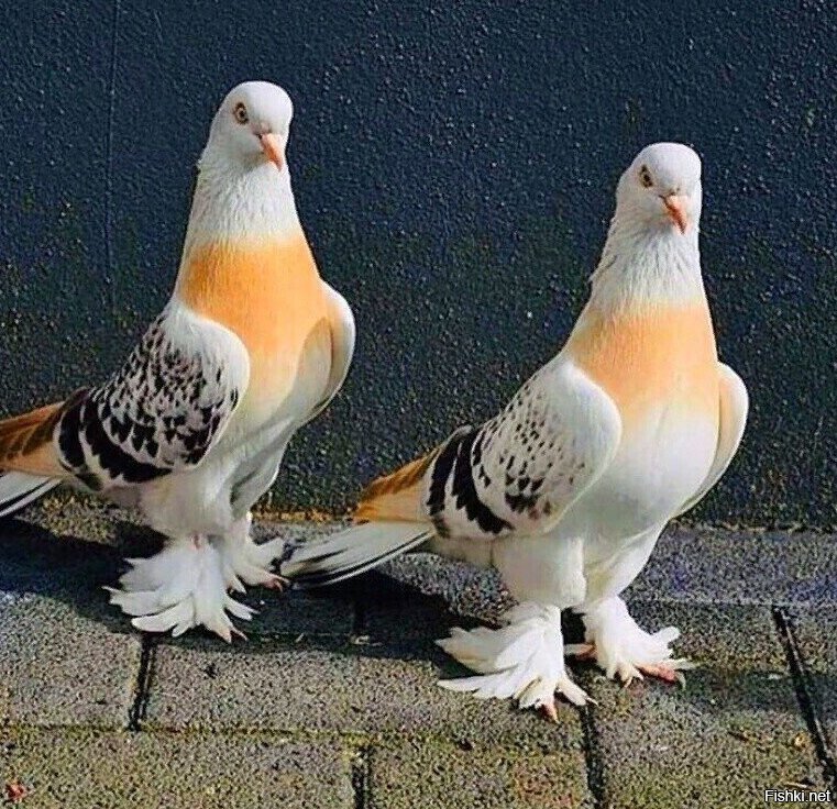 красивая пара