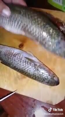 2 карася и подлещик