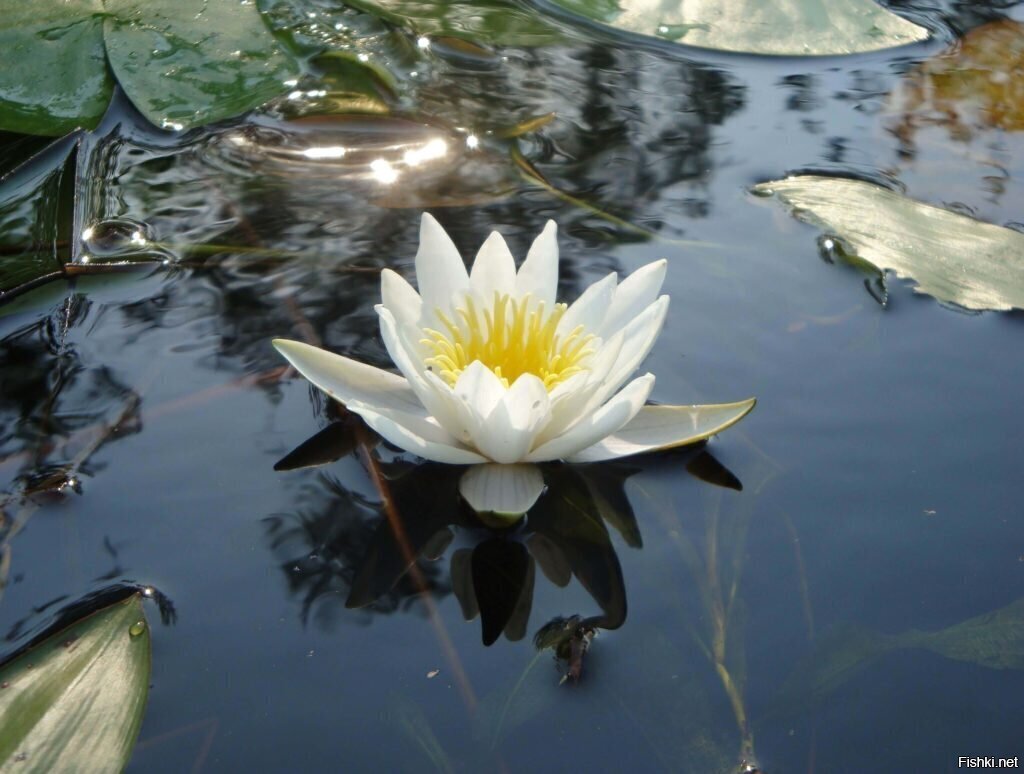 17 июня, Митрофан - наденьте, девки, красный сарафан) 