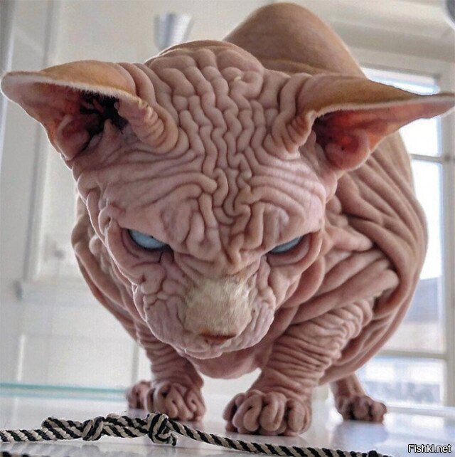 Я приснюсь тебе этой ночью