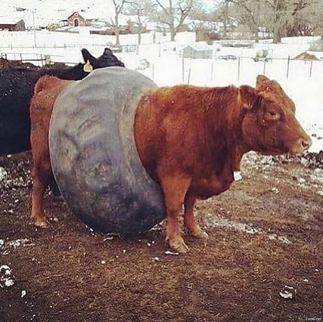 Солянка