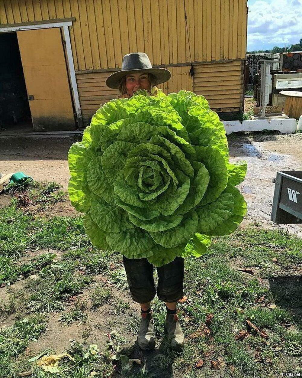 Солянка