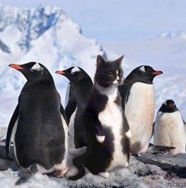 Свой среди чужих