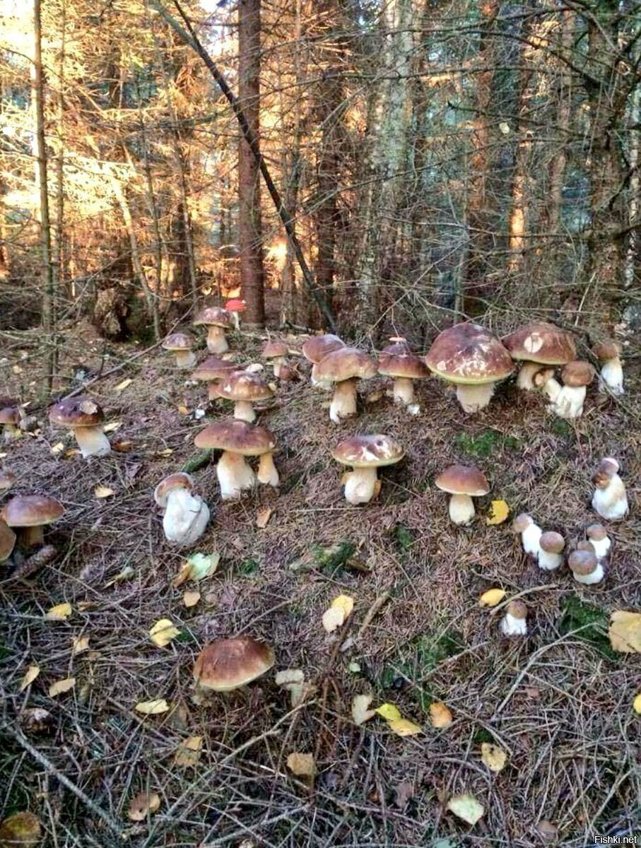 КАШМАР