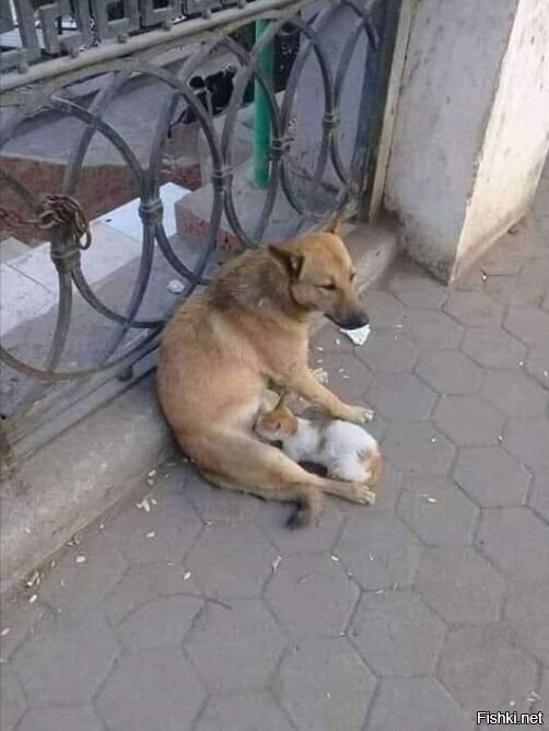 Для Мам все дети свои