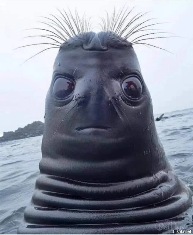 Причесон