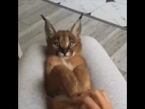 котег