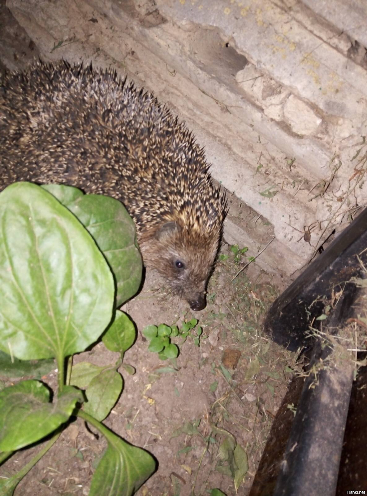 Второй день подряд приходит, был накормлен