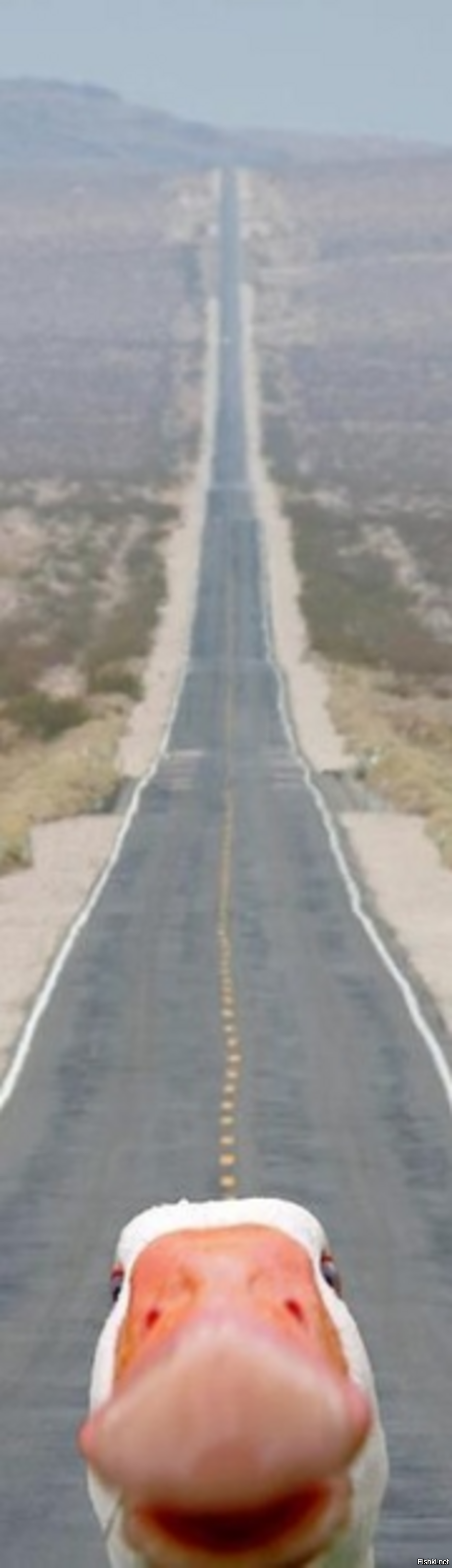 Приключений хочешь