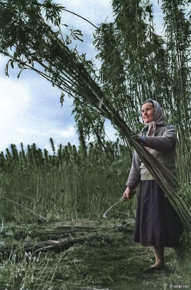 Уборка конопли