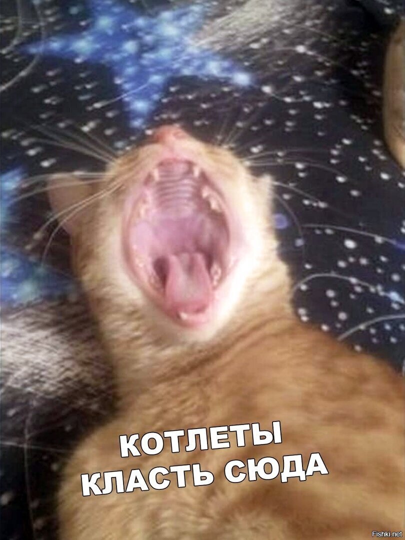 котлетоприёмник