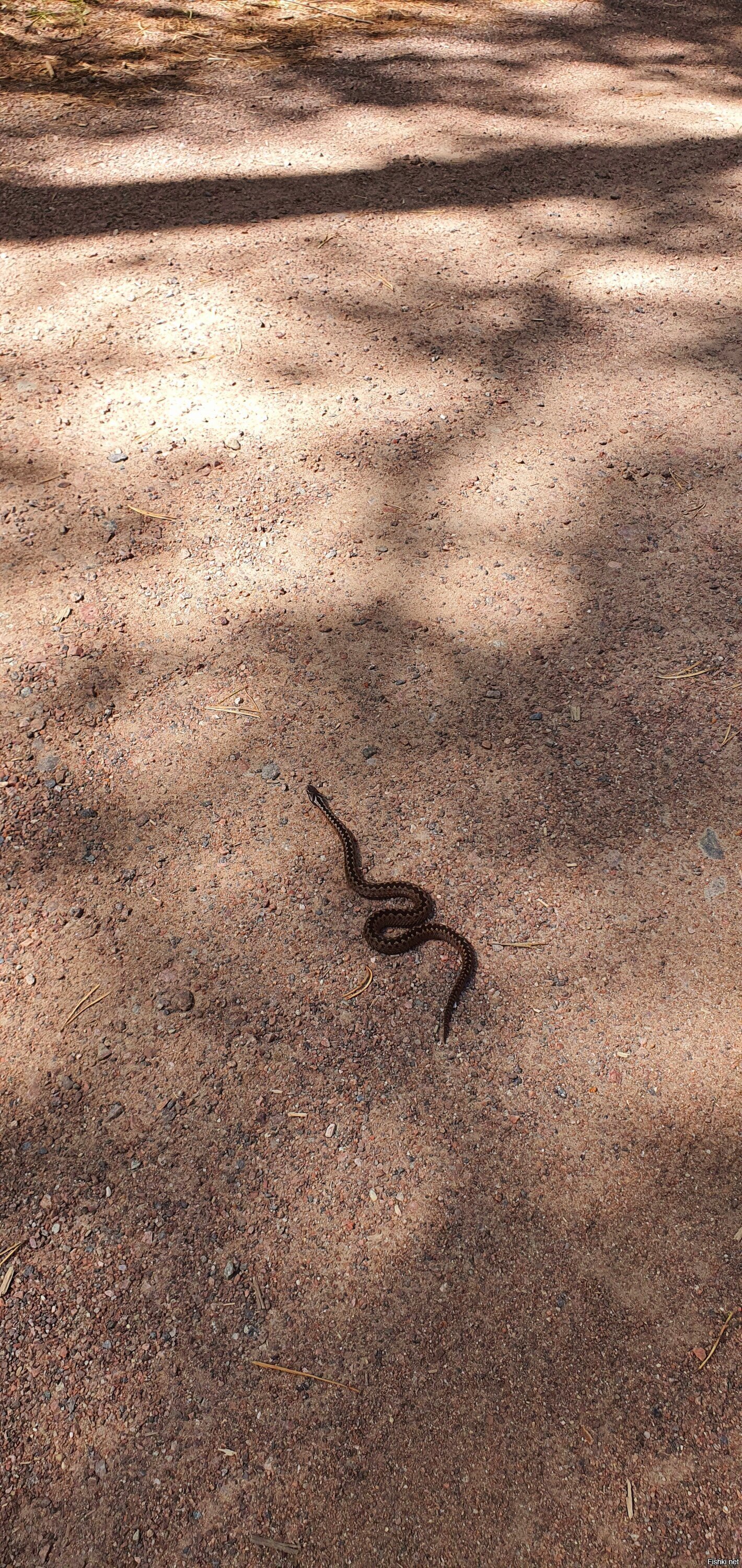 Забавный зверушк