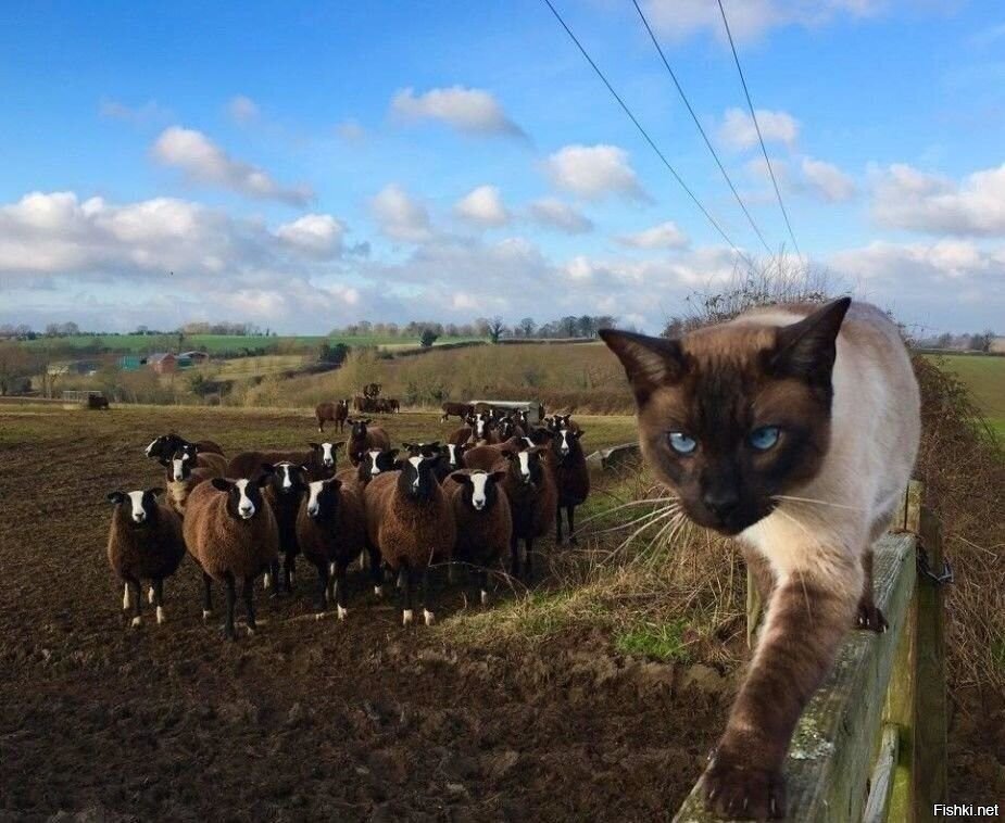 - Это мои бараны