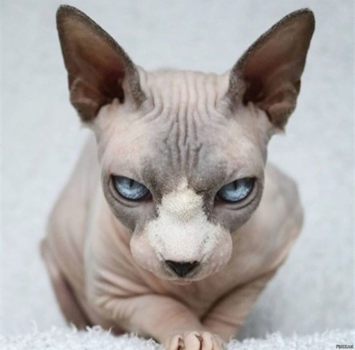 Котики-котики, котики-