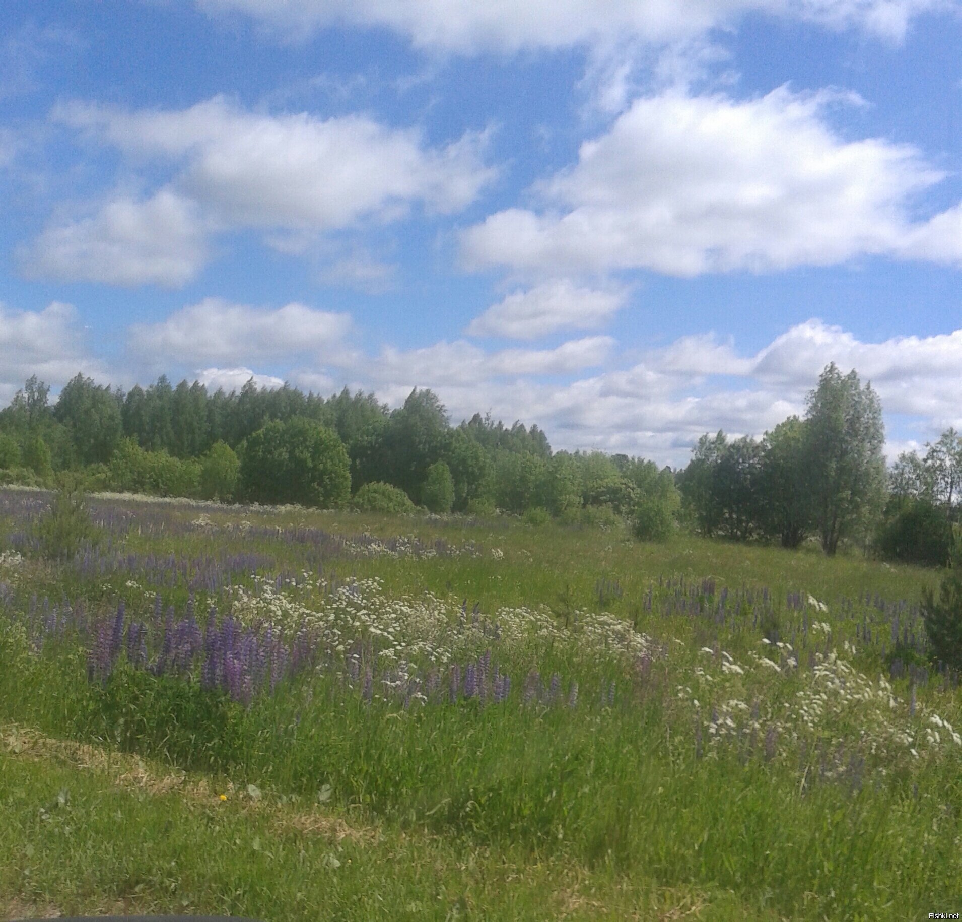 23 июня, Тимофей-мышьеписк  ﻿(День призраков)