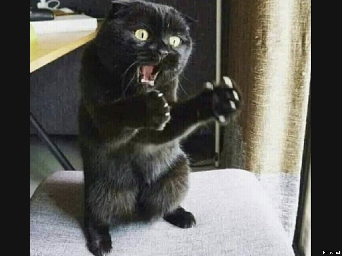 тапком по жопе