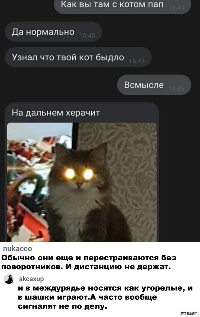 злостный хвостатый нарушитель