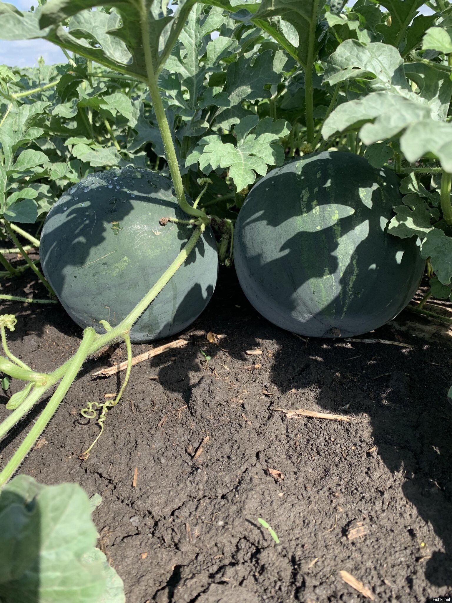 натурпродукт