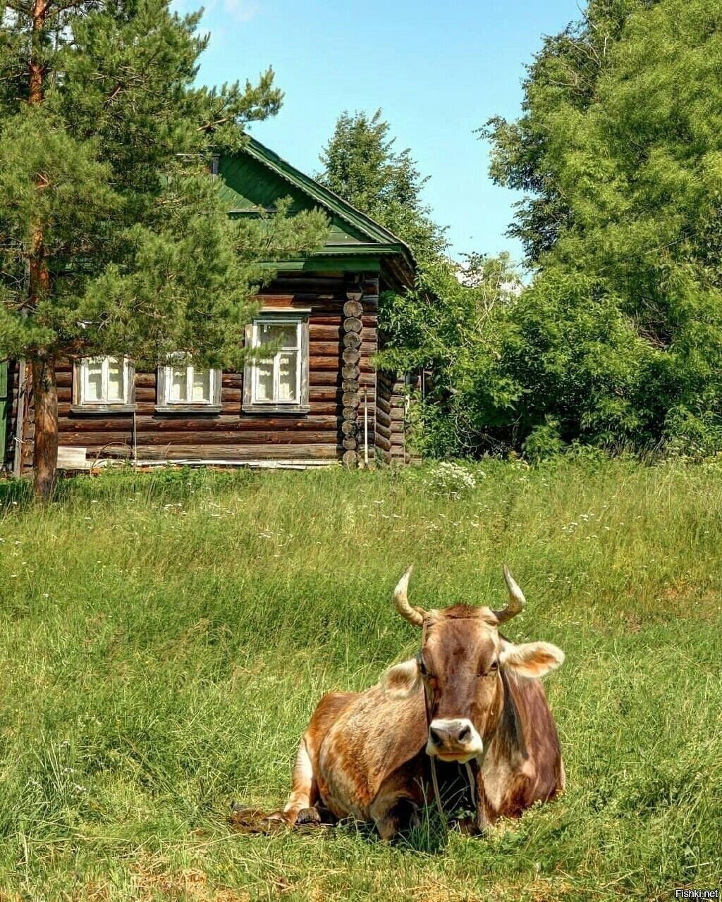 Солянка