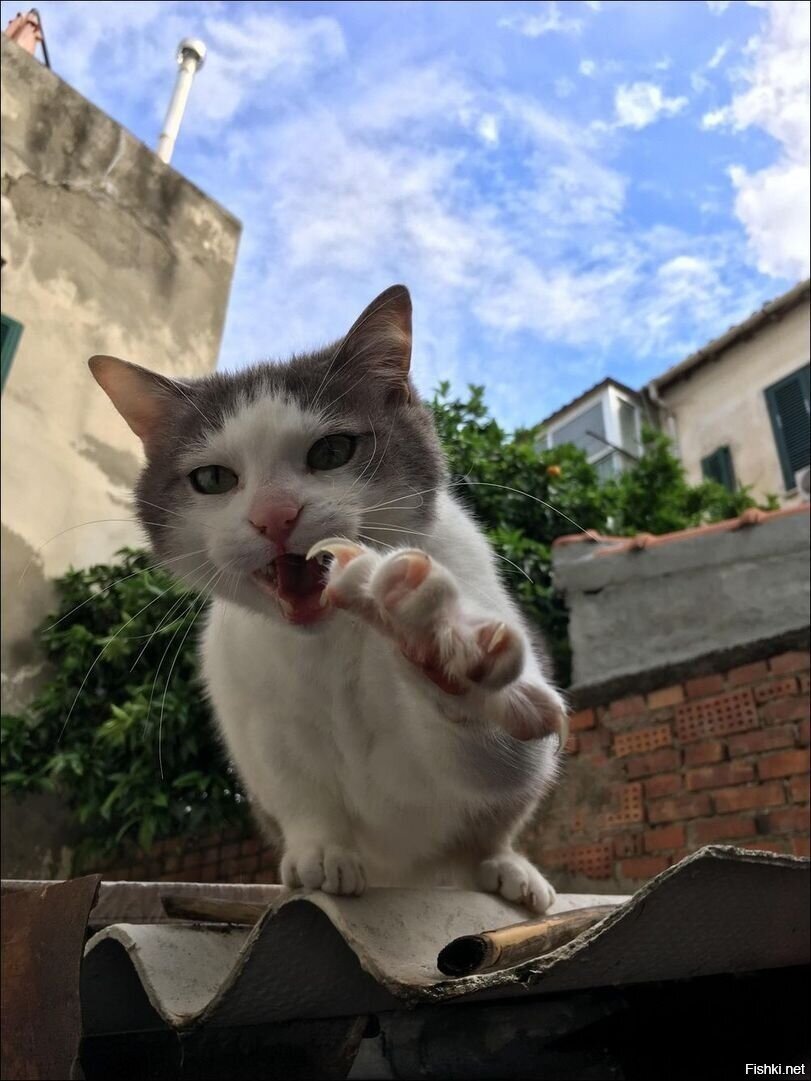Солянка