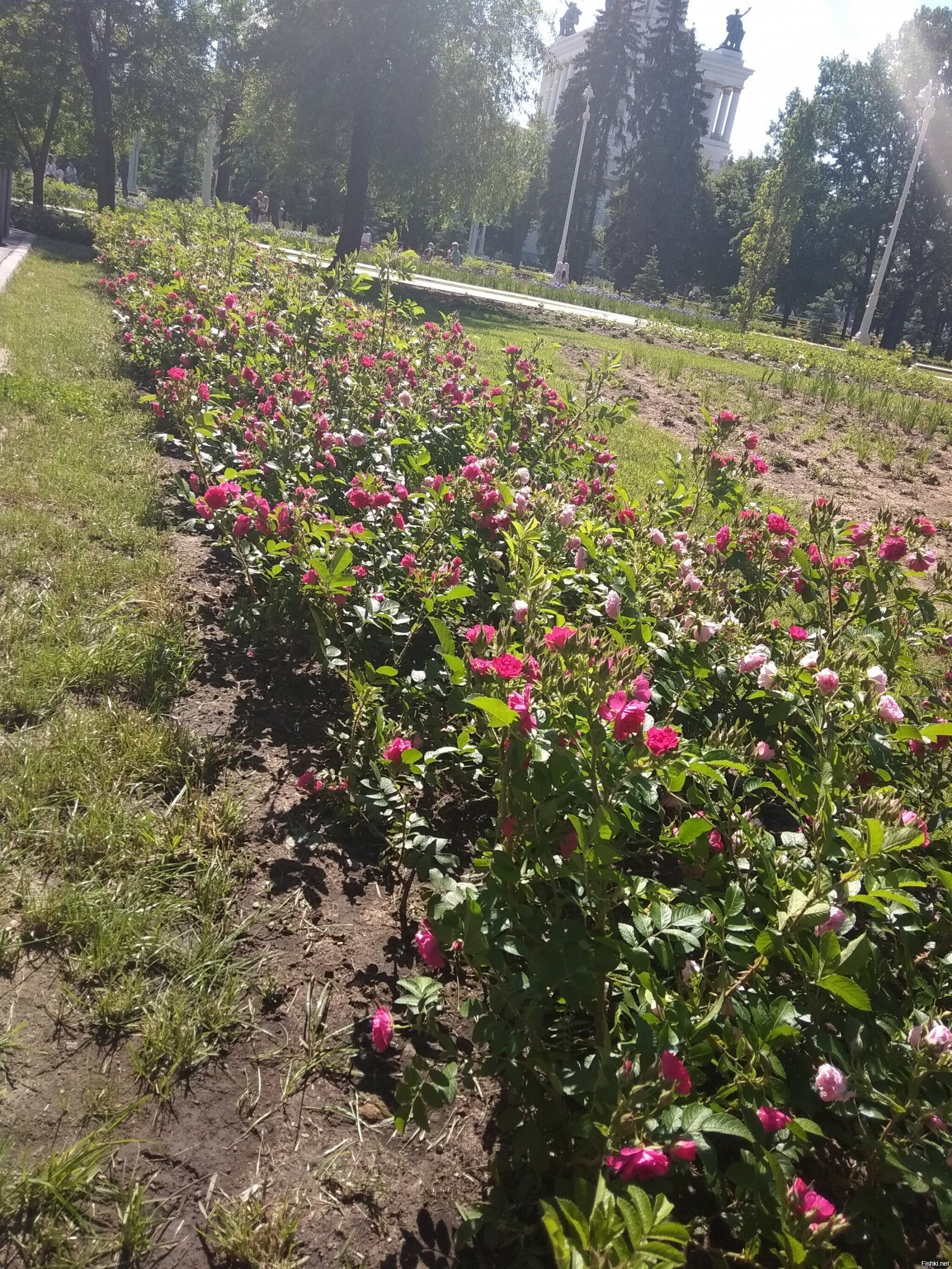 Вот какие розы у меня на огороде выросли