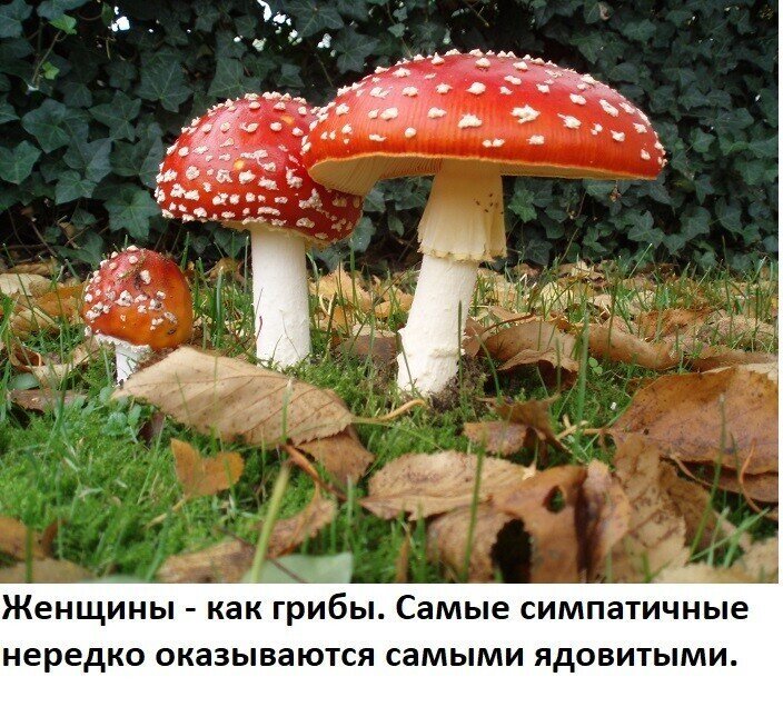 Смешные картинки