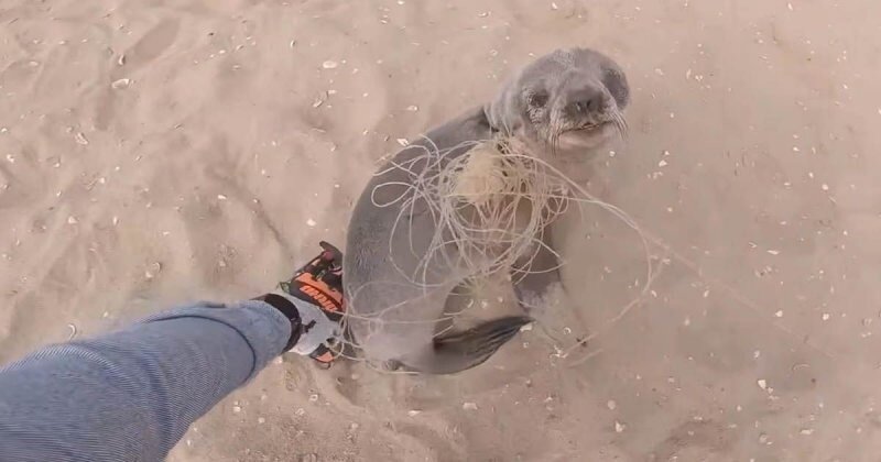 Спасение маленьких тюленей, запутавшихся в рыболовной леске