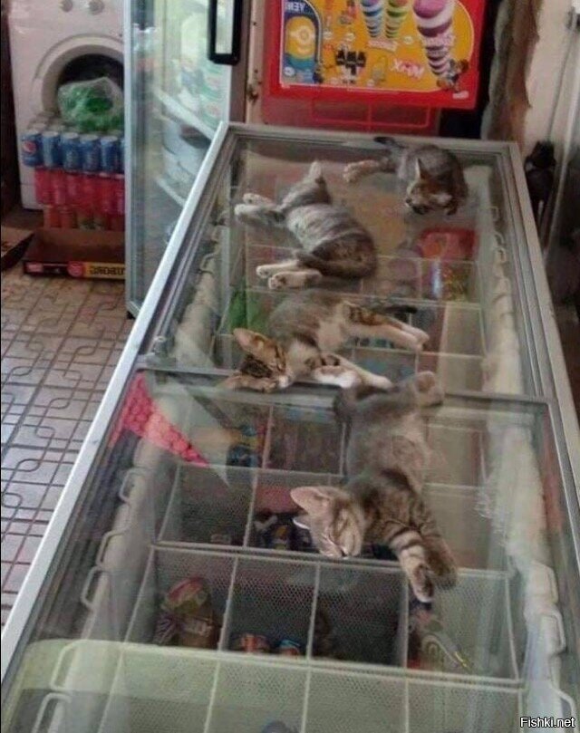 Солянка