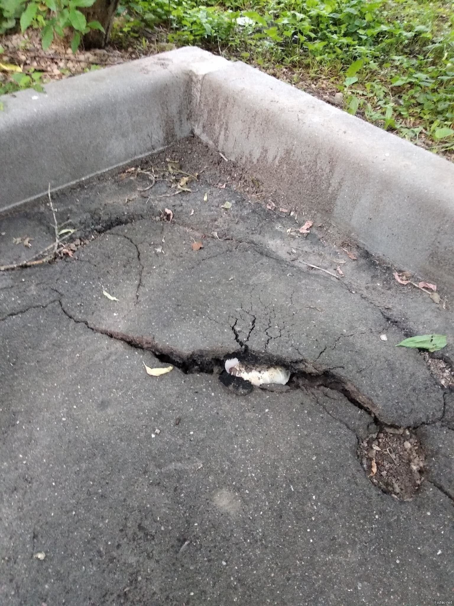 Мощный шампиньон выглянул у нас во дворе