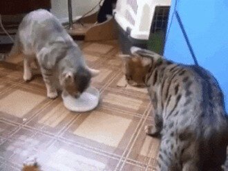 - Позвольте