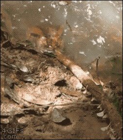 Не дразни