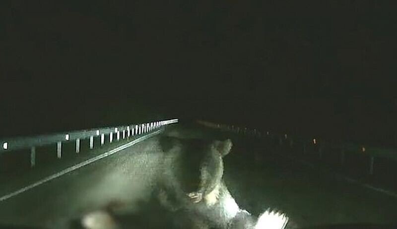 Медведица атаковала автомобиль, чтобы защитить своего малыша от наезда