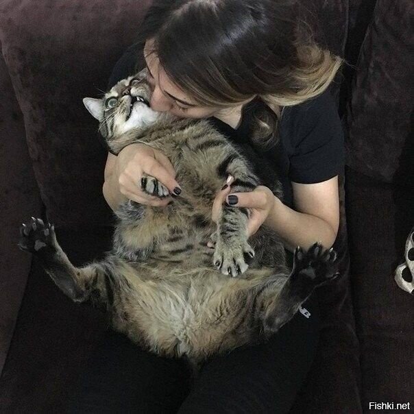 Опять кошачьи нежности
