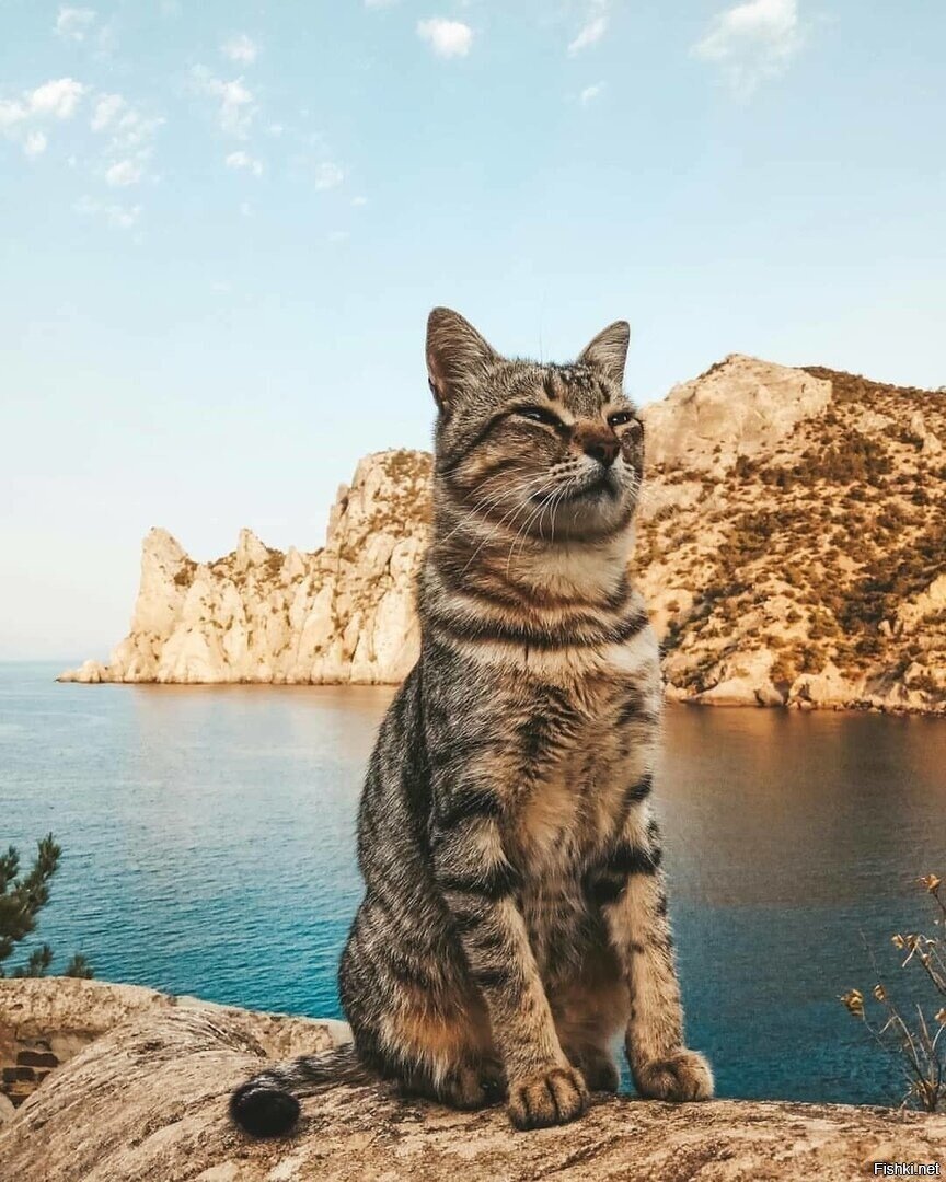 Крмский котик