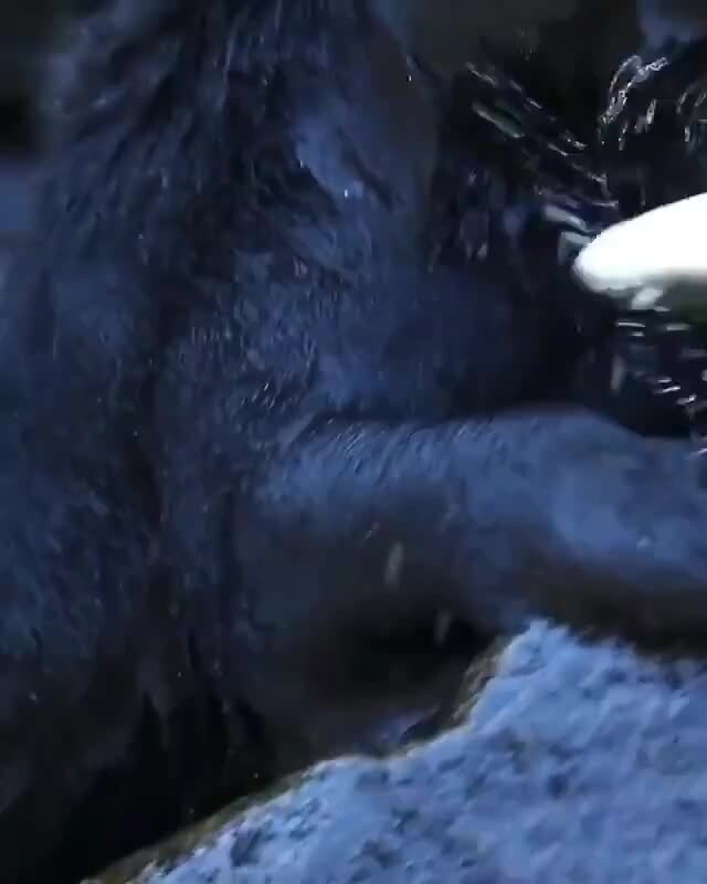 Барибал поймал лосося