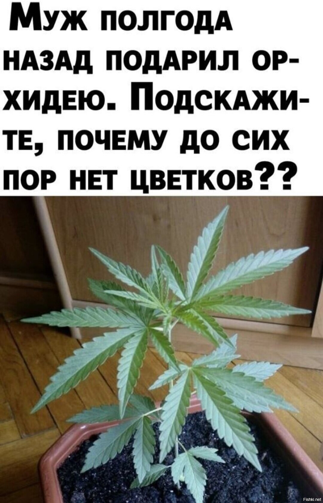 Какой романтик её муж
