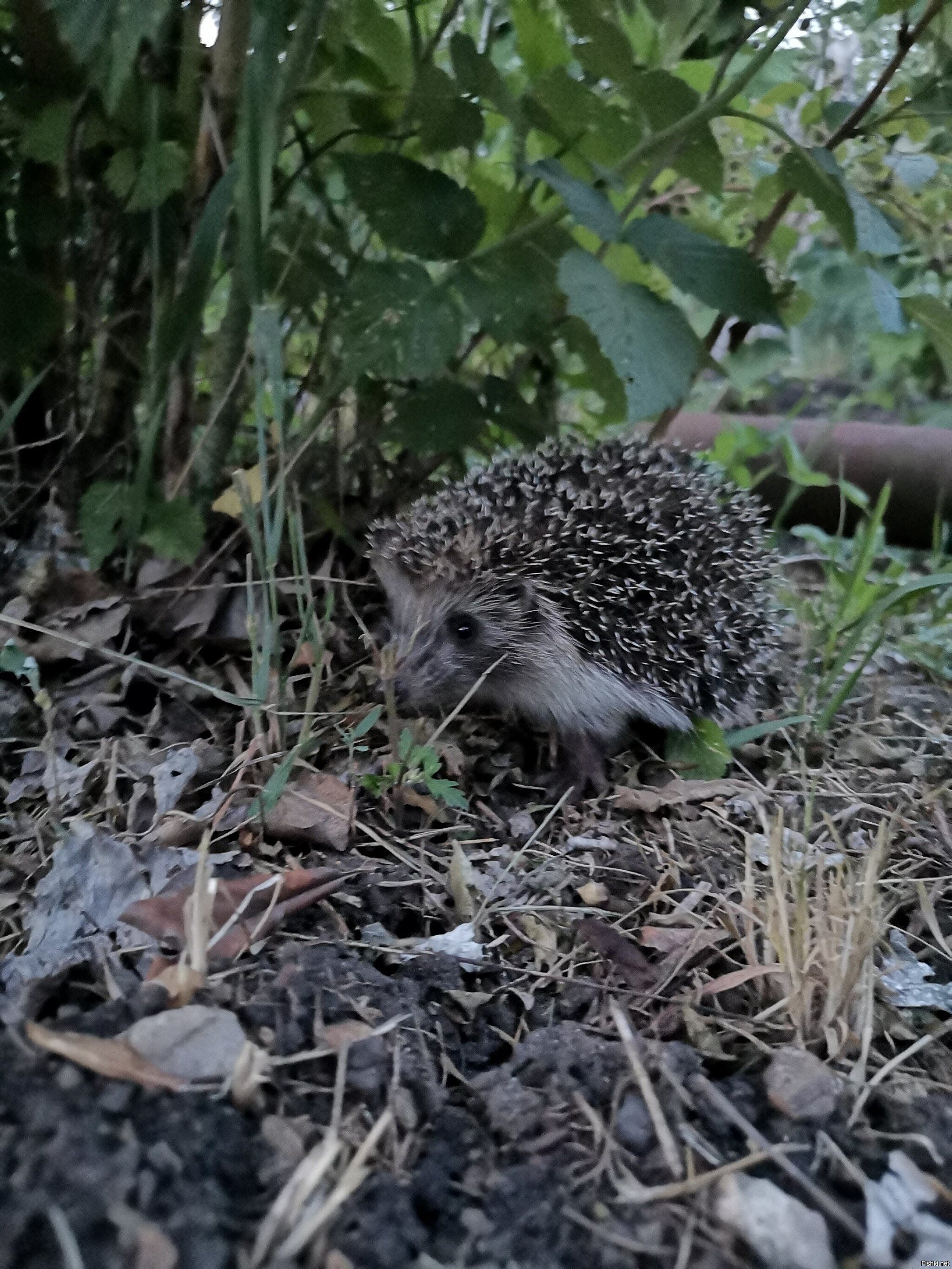 Вечерний гость в саду