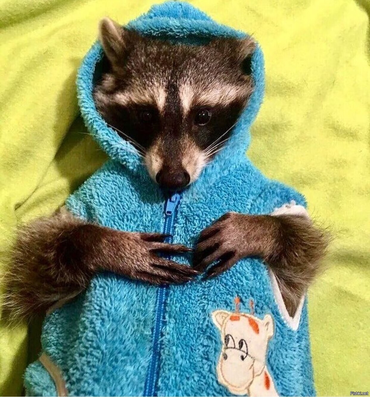 Солянка