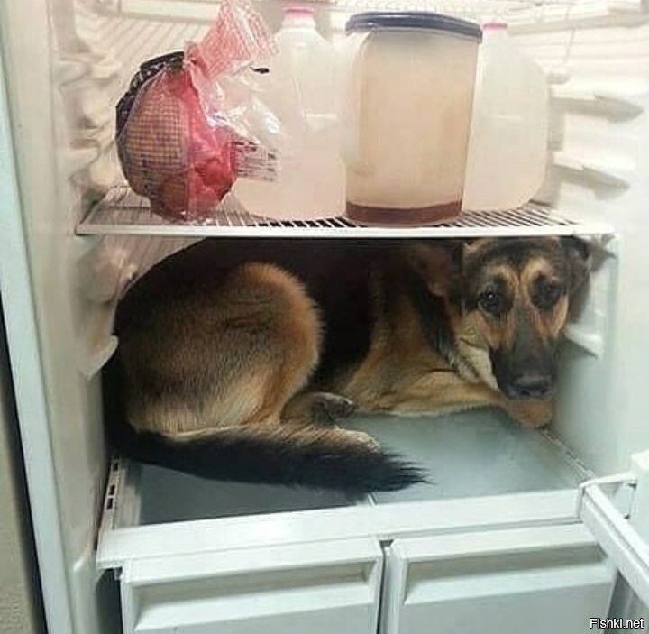 жара