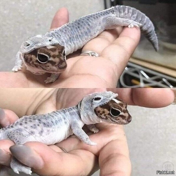 линяет