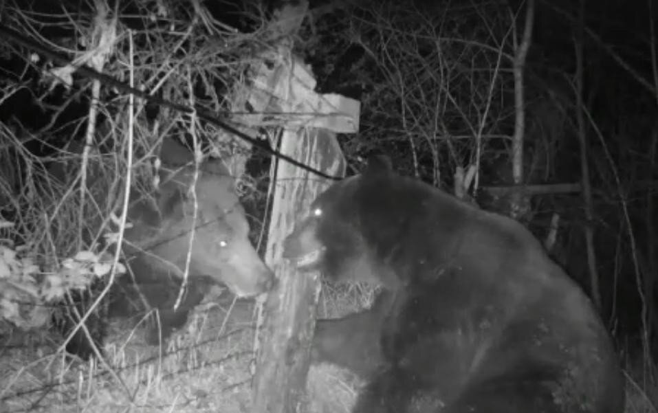 На российско-китайской границе два медведя устроили потасовку