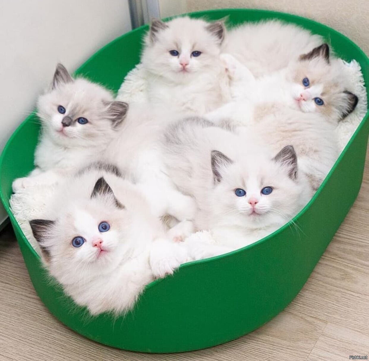 Солянка