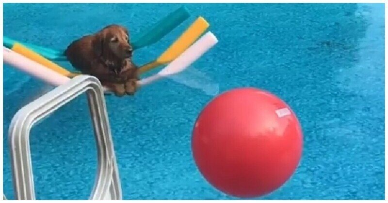 Достигший просветления: пёс умиротворенно плавает в бассейне