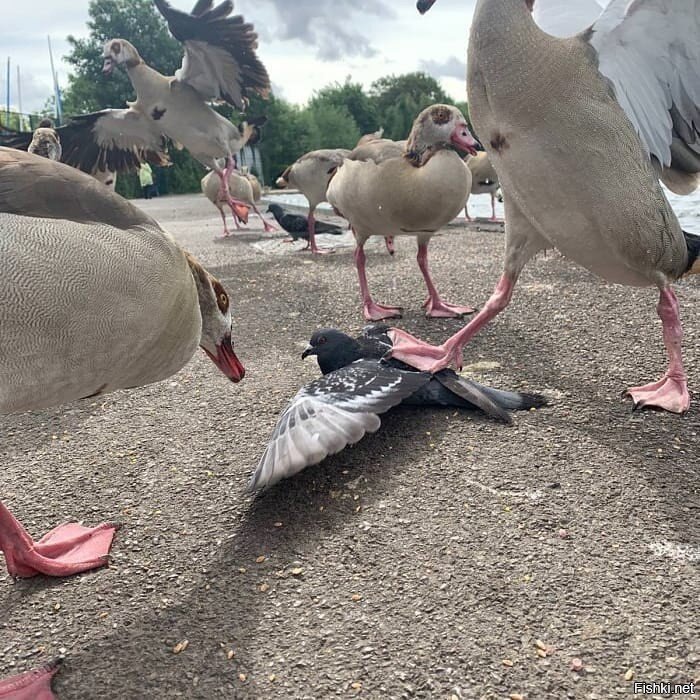 pigeon lives matter