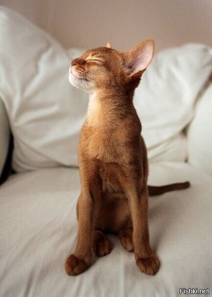 Ну сказали же,на паспорт