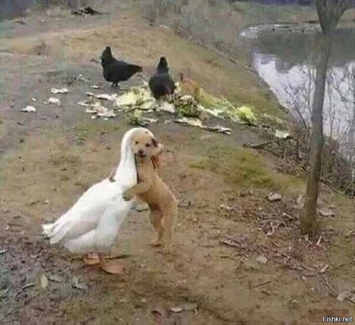 друзья